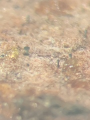 Chaenothecopsis marcineae