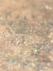 Chaenothecopsis marcineae
