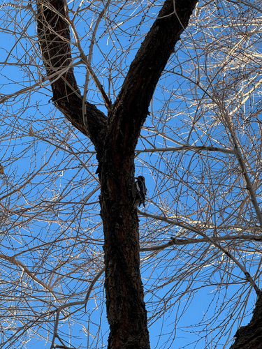 Red-naped Sapsucker (Sphyrapicus nuchalis), photo 4