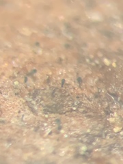 Chaenothecopsis marcineae