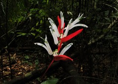 Heliconia acuminata