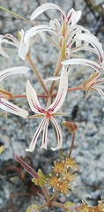 Pelargonium longifolium