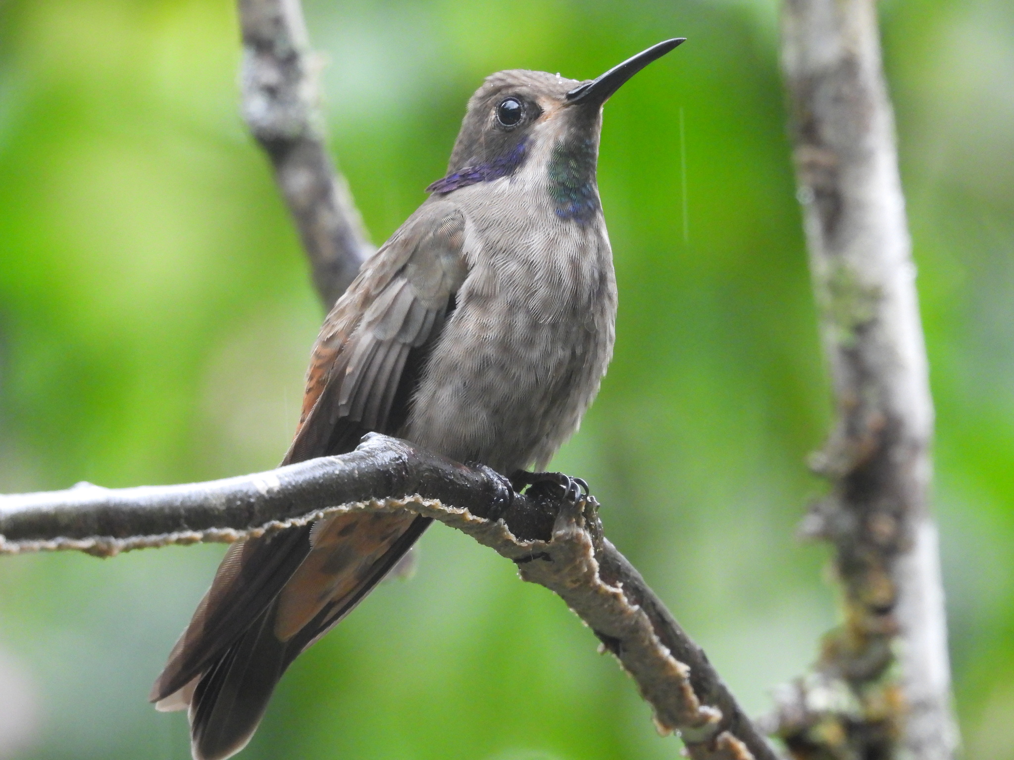 Brown Violetear (Colibri delphinae), photo 2