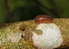 Circoniscus ornatus