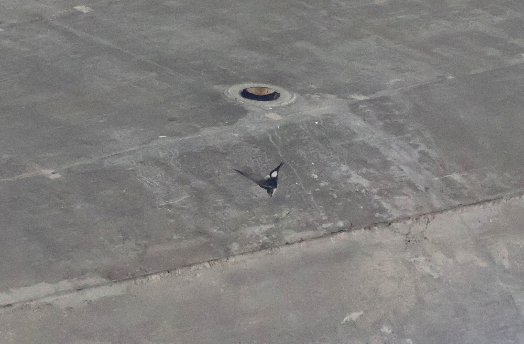 White-throated Swift (Aeronautes saxatalis), photo 2