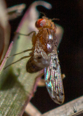 Drosophila guttifera