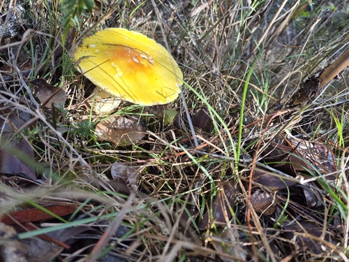 Amanita muscaria, 2026-01-13