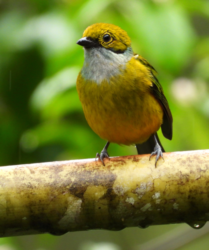 Silver-throated Tanager (Tangara icterocephala), photo 3