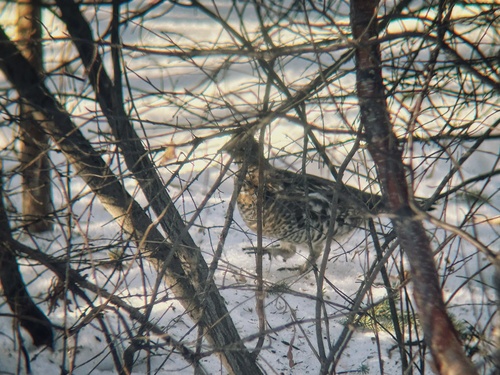 Ruffed Grouse observed by emilita