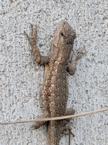 Western Fence Lizard observed by rpepperpot