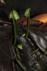 Caltha palustris
