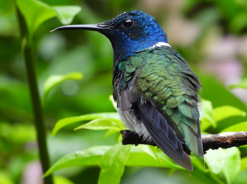White-necked Jacobin (Florisuga mellivora), photo 5