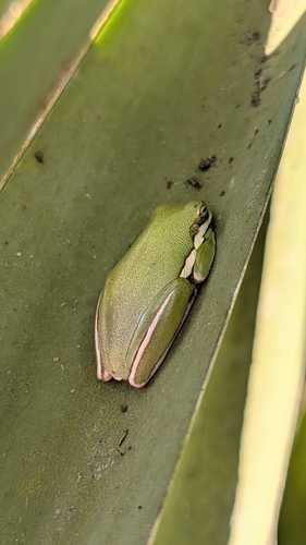 Green Treefrog observed by mattandeliz