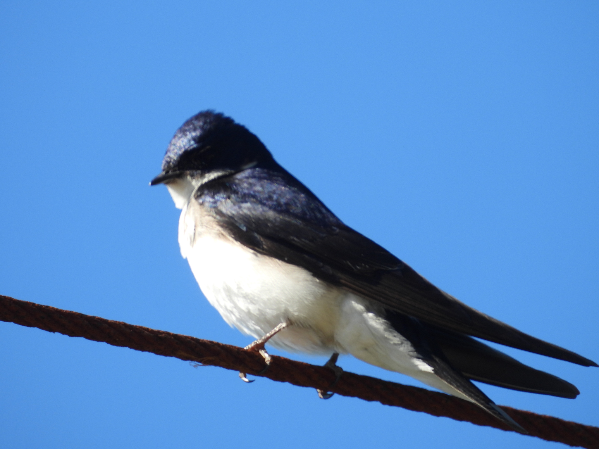 Chilean Swallow (Tachycineta leucopyga), photo 5