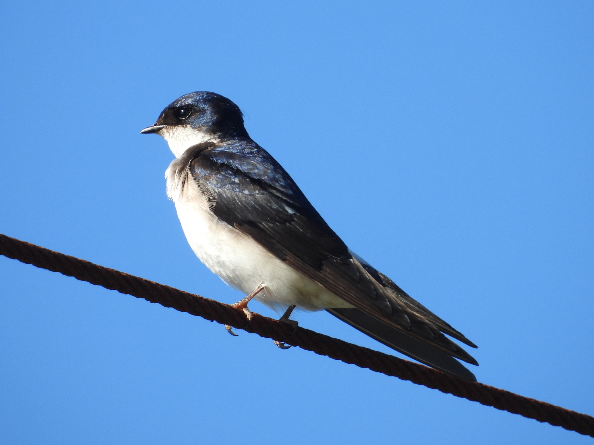 Chilean Swallow (Tachycineta leucopyga), photo 6