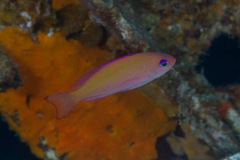 Pseudanthias hypselosoma