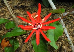 Coccinea