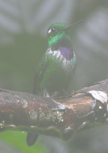 Purple-bibbed Whitetip (Urosticte benjamini)