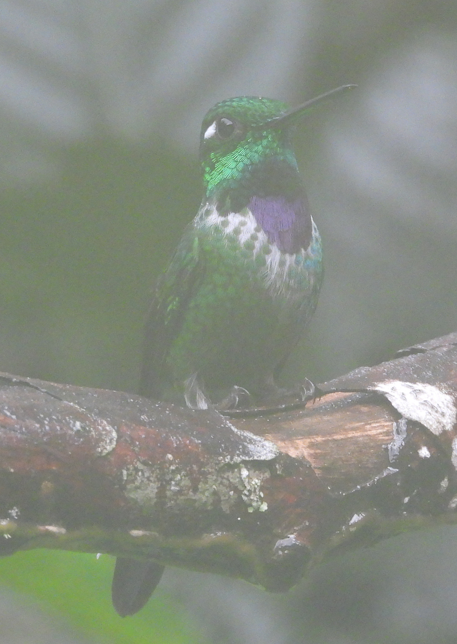 Purple-bibbed Whitetip (Urosticte benjamini), photo 1
