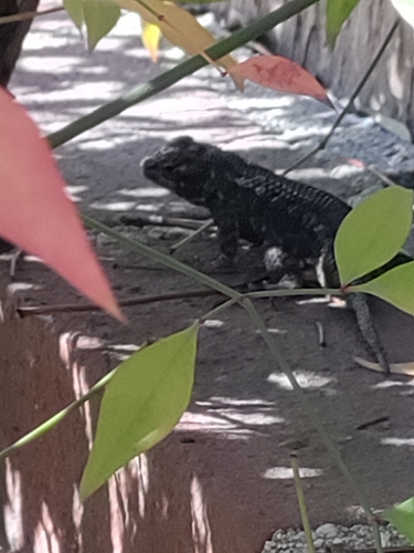Western Fence Lizard observed by anne15513