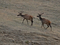 Cervus canadensis sibiricus