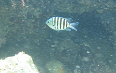 Abudefduf bengalensis