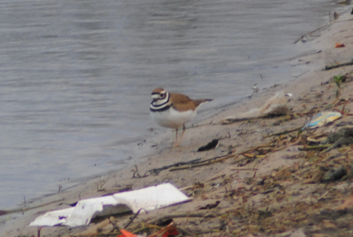 Killdeer observed by hlunula