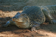 Crocodylus rhombifer