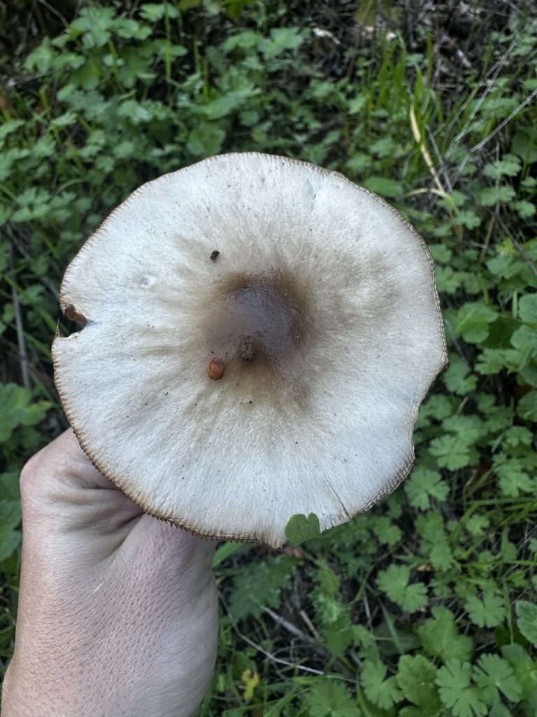 Volvopluteus gloiocephalus · January 2026 · photo: © katrinamccollough (iNaturalist, cc0)