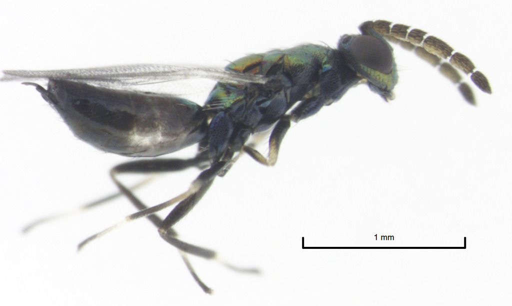 Sympiesis sericeicornis