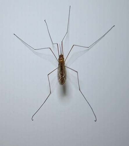 Unknown species found near Standish, Minneapolis, MN, USA