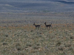 Gazella subgutturosa