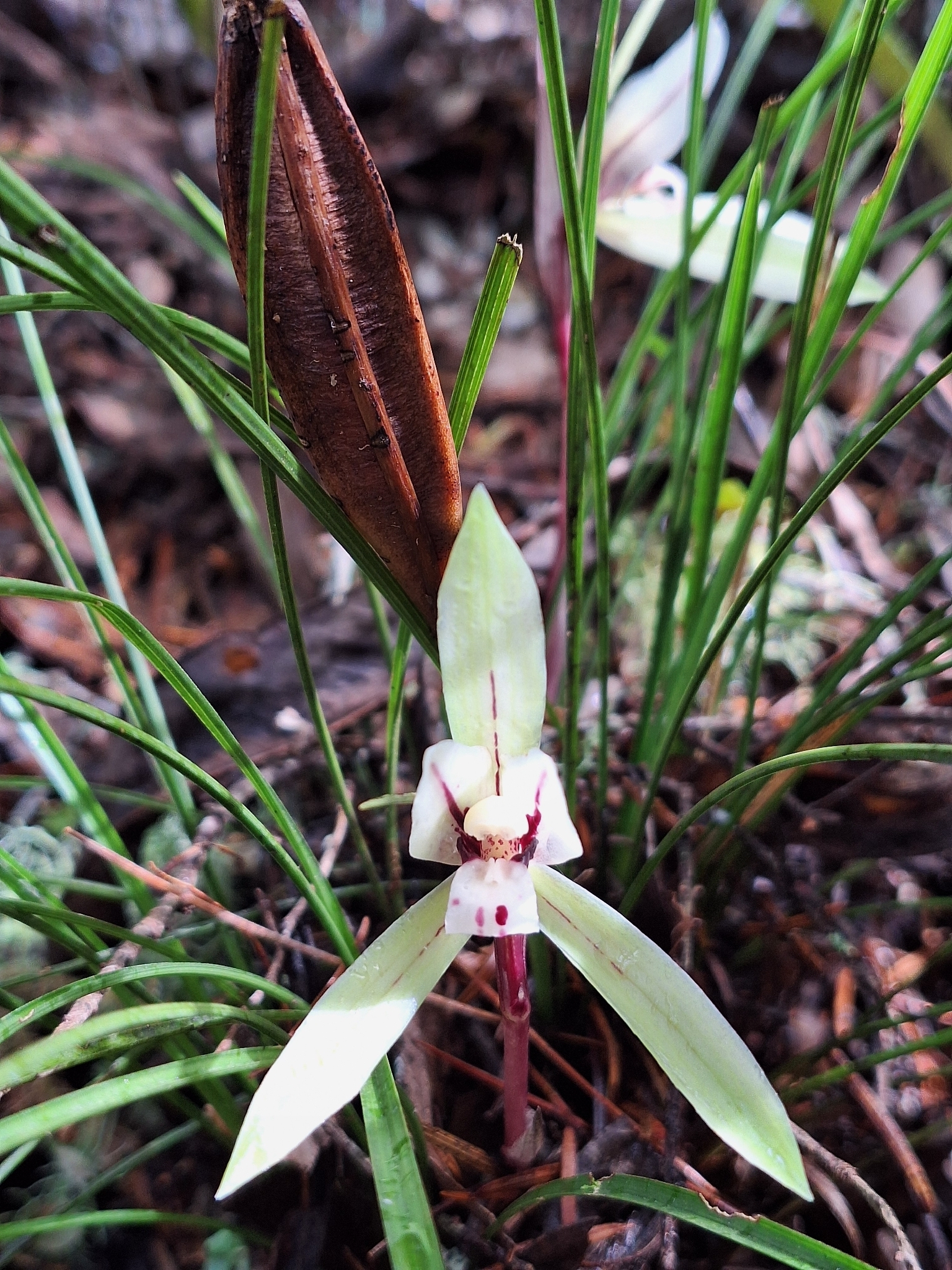 Cymbidium serratum Schltr. 2