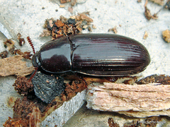 Uloma tenebrionoides