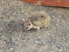 Hemiechinus auritus