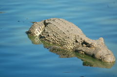Crocodylus rhombifer