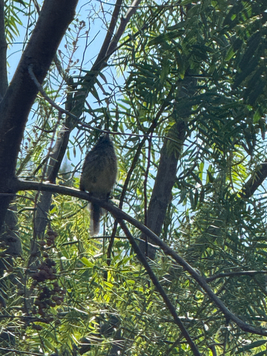 Tufted Tit-Tyrant (Anairetes parulus), photo 4