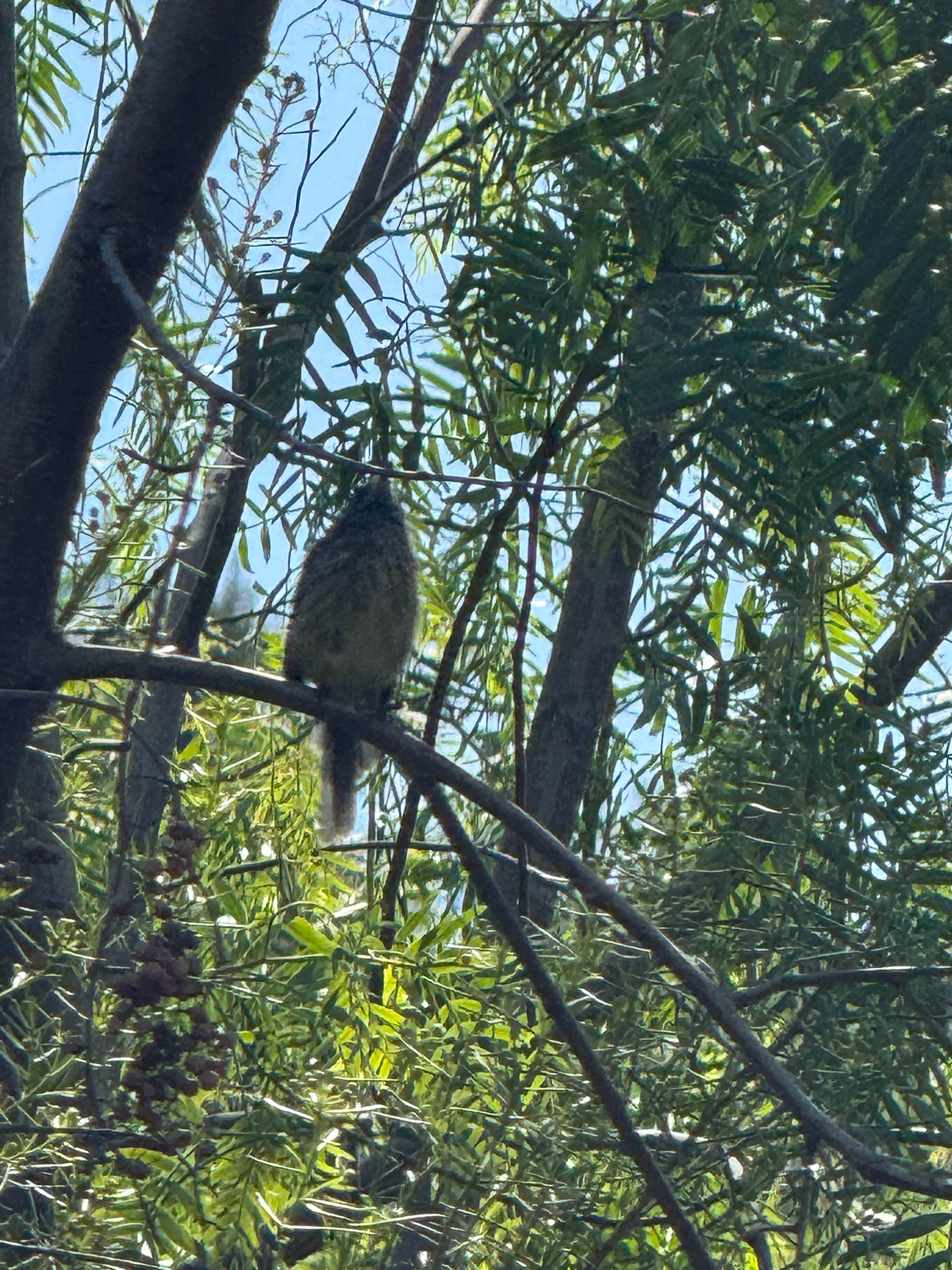 Tufted Tit-Tyrant (Anairetes parulus), photo 4
