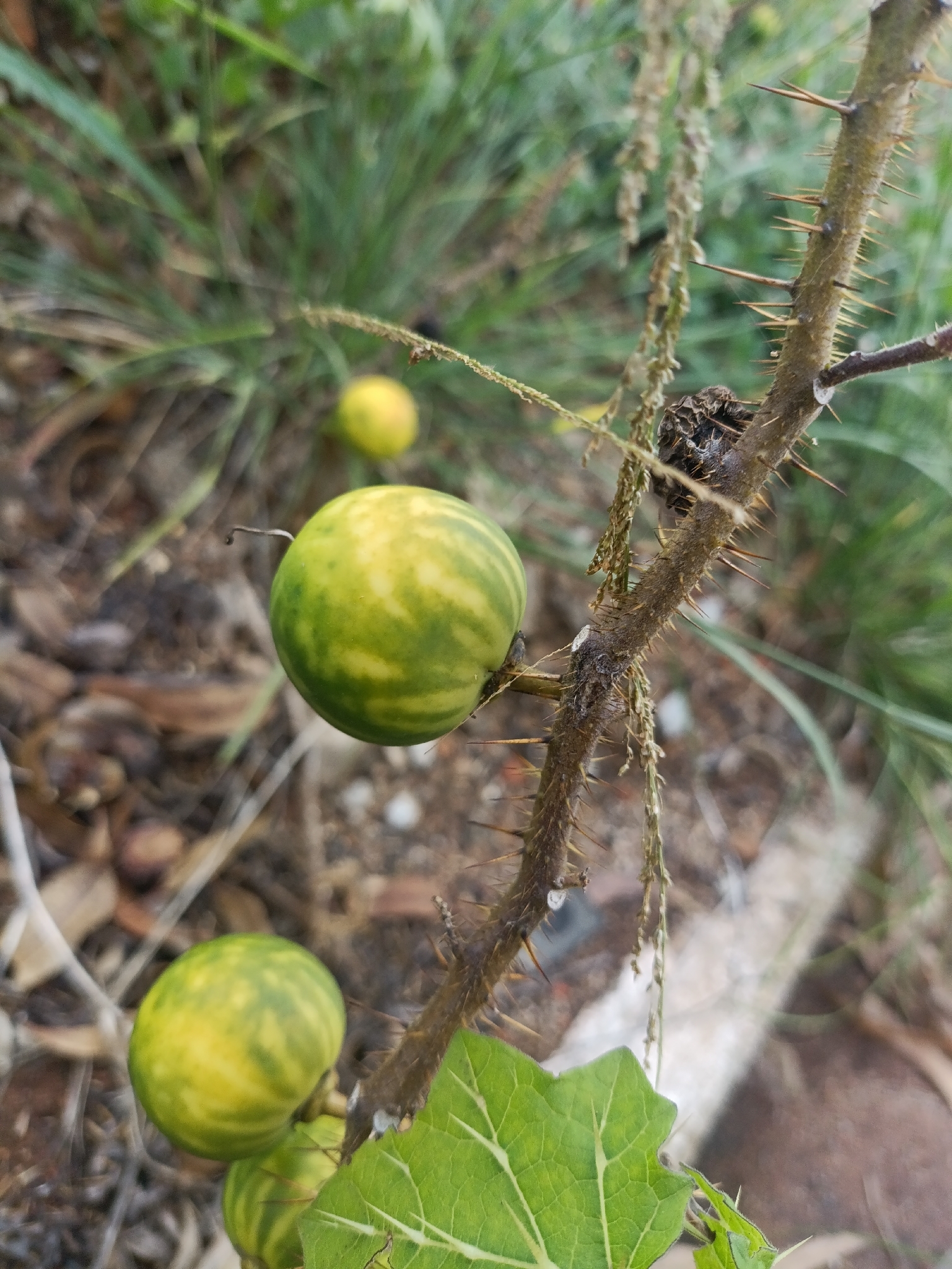 Solanum palinacanthum