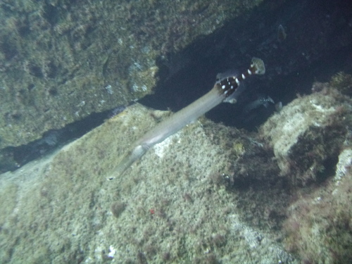Eastern Atlantic Trumpetfish