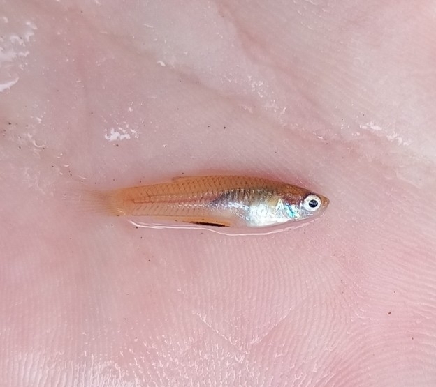 Córrego Toothcarp