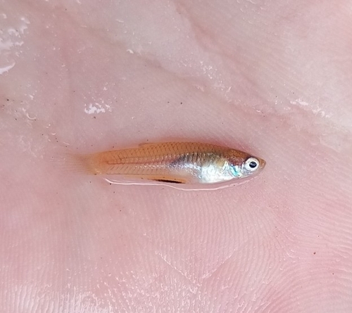 C贸rrego Toothcarp