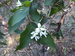 Billardiera floribunda
