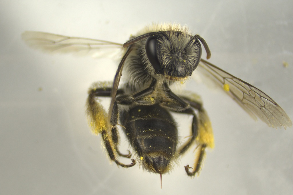 Keehua Leioproctus