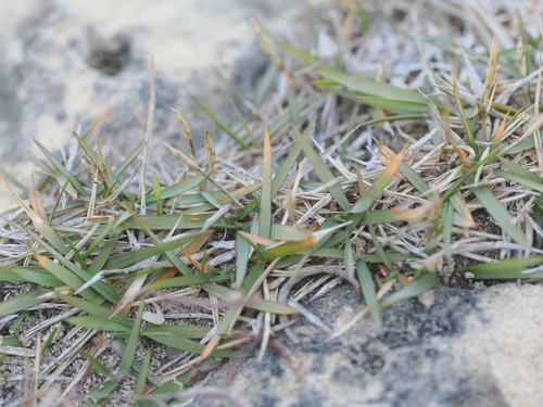 Puccinia zoysiae