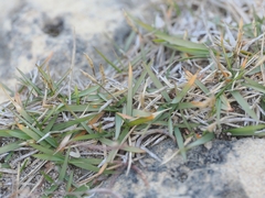Ferrugem (Puccinia zoysiae)