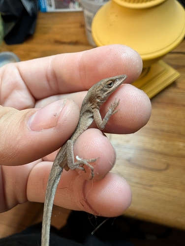 Green Anole observed by valiant6