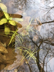 Callitriche heterophylla