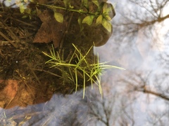 Callitriche heterophylla