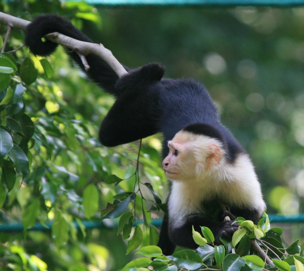 Capuchino de frente blanca ecuatoriano